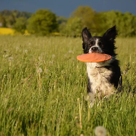 דירה Ferienwohnung Zimmert