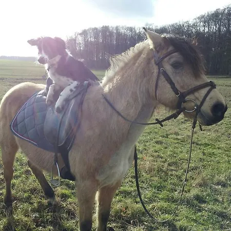 Ferienwohnung Zimmert Zimmert